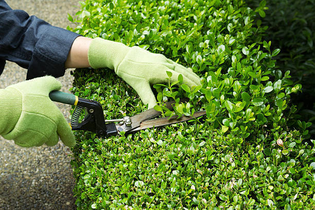 Keep your shrubs looking their best with Parker Lawn Care 's expert shrub pruning services. Our team has the knowledge and equipment to ensure your shrubs are pruned to perfection. Contact us today to schedule your service.