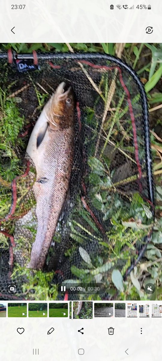 Ferrybryan's tweet image. Lovely fat 9lb Hen Fish obliged to the fly  before this afternoons deluge on the river.I hope she made her way safely  further up the system to multiply again.....