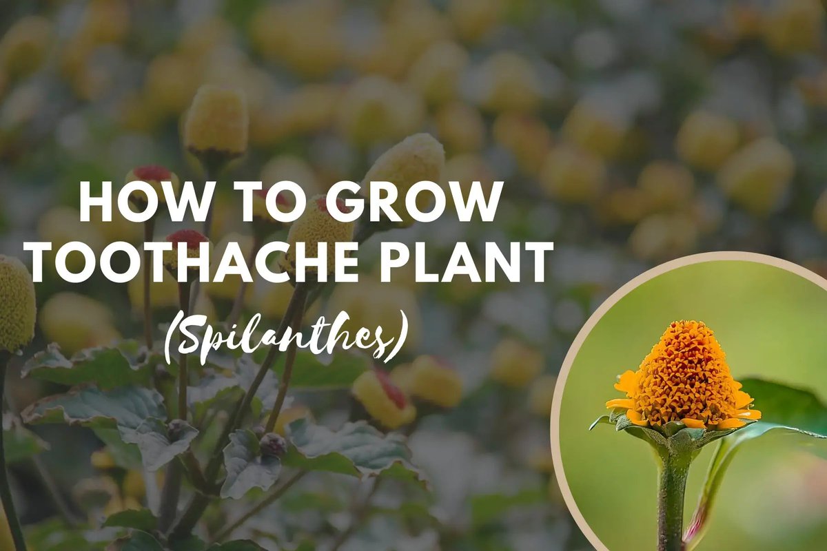 easymulch's tweet photo. How to Grow Toothache Plant (Spilanthes) https://t.co/HSTjE7kvtq https://t.co/K180jeE25a