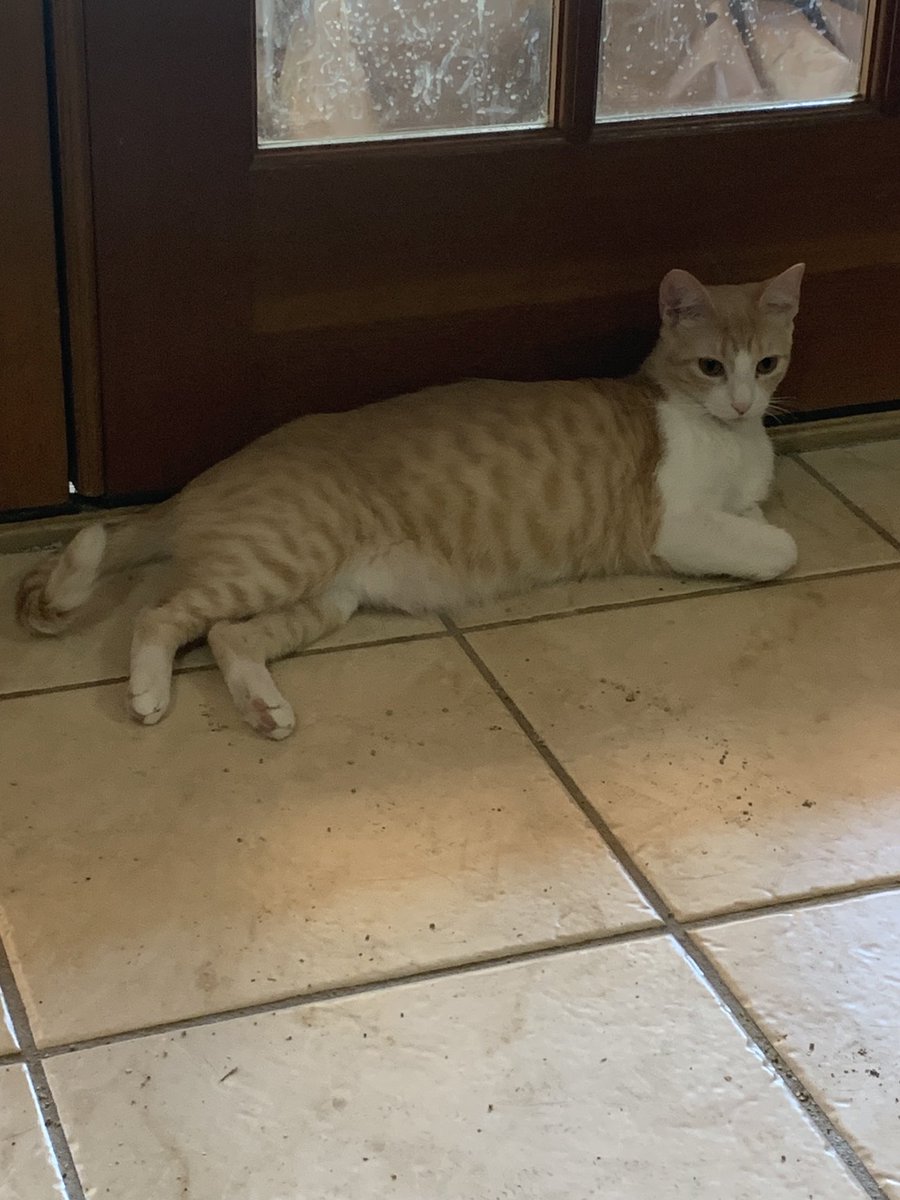 Blonde is almost a year old. She is one of our kitten rescues from last year that we kept.