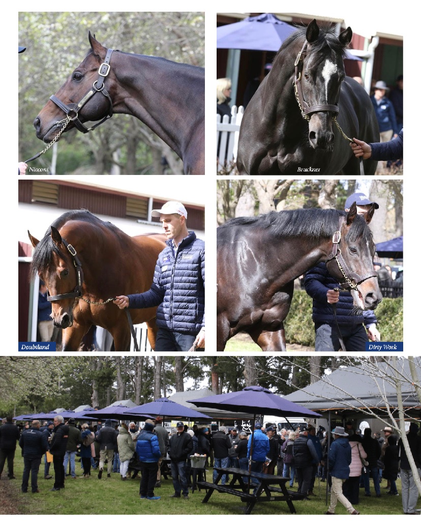 widdenstud's tweet photo. A big thank you to all those who attended the 2023 Widden Victoria stallion parade 🐎 🥳🍷🍔🍕
A fantastic turn out &amp; the stallions looked absolutely amazing ahead of the breeding season ⭐️
#WiddenVic @vicbreeders 
@cmaherracing @DOBrienRacing https://t.co/k6TXkgDlD3