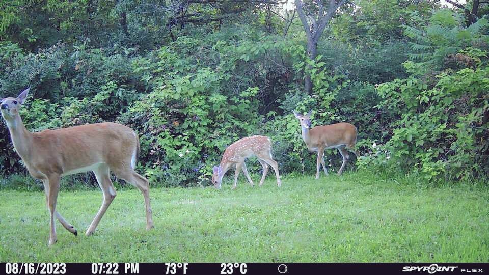 MarkDemko1's tweet photo. Is that a pear up there in that tree? I think it is! @SpypointCamera https://t.co/4yx3MwPdQQ