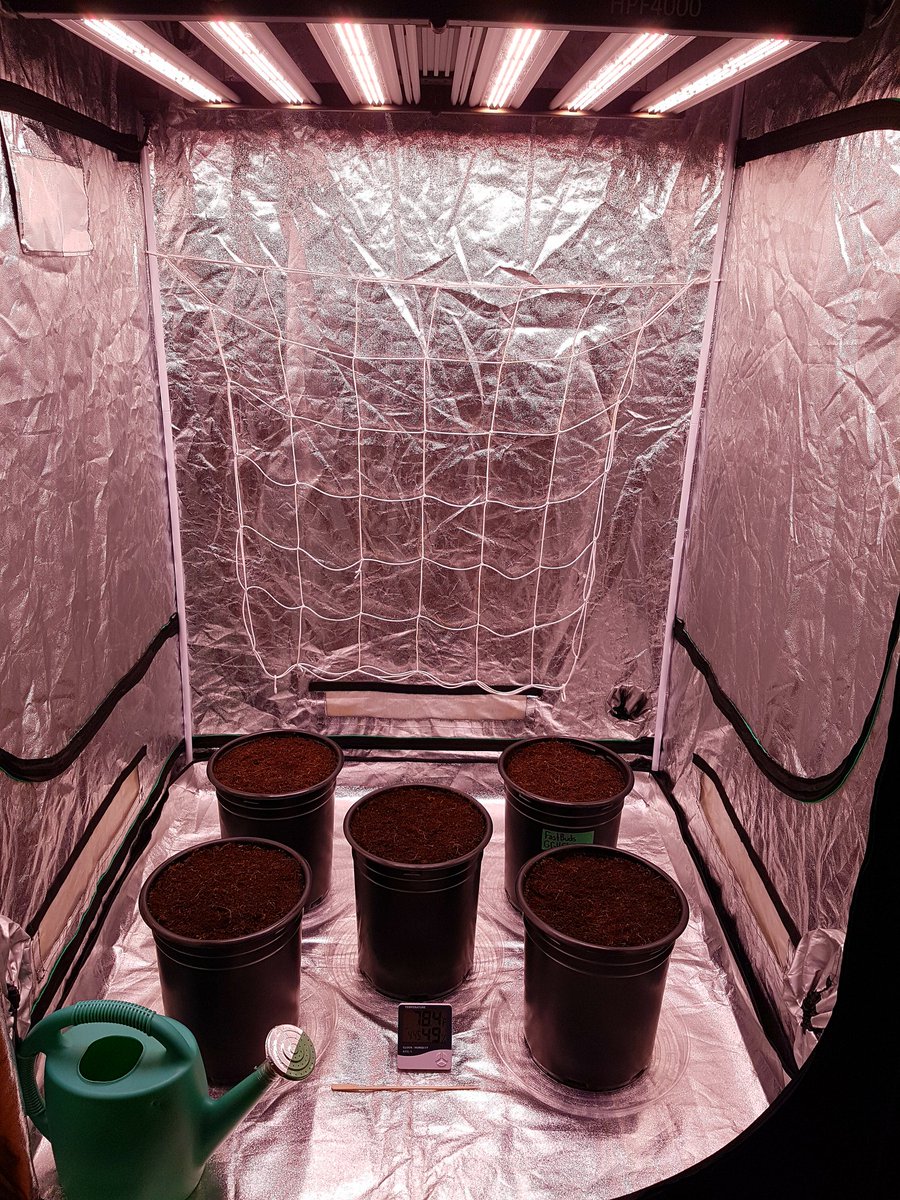 5 photo period cannabis getting planted in my grow tent 
Using  Mars Hydro FC E4800 
@MarsHydroLight
#marshydroledgrowlight #marshydro #marshydroFCE4800 #smartgrowtech #smartled #growlight