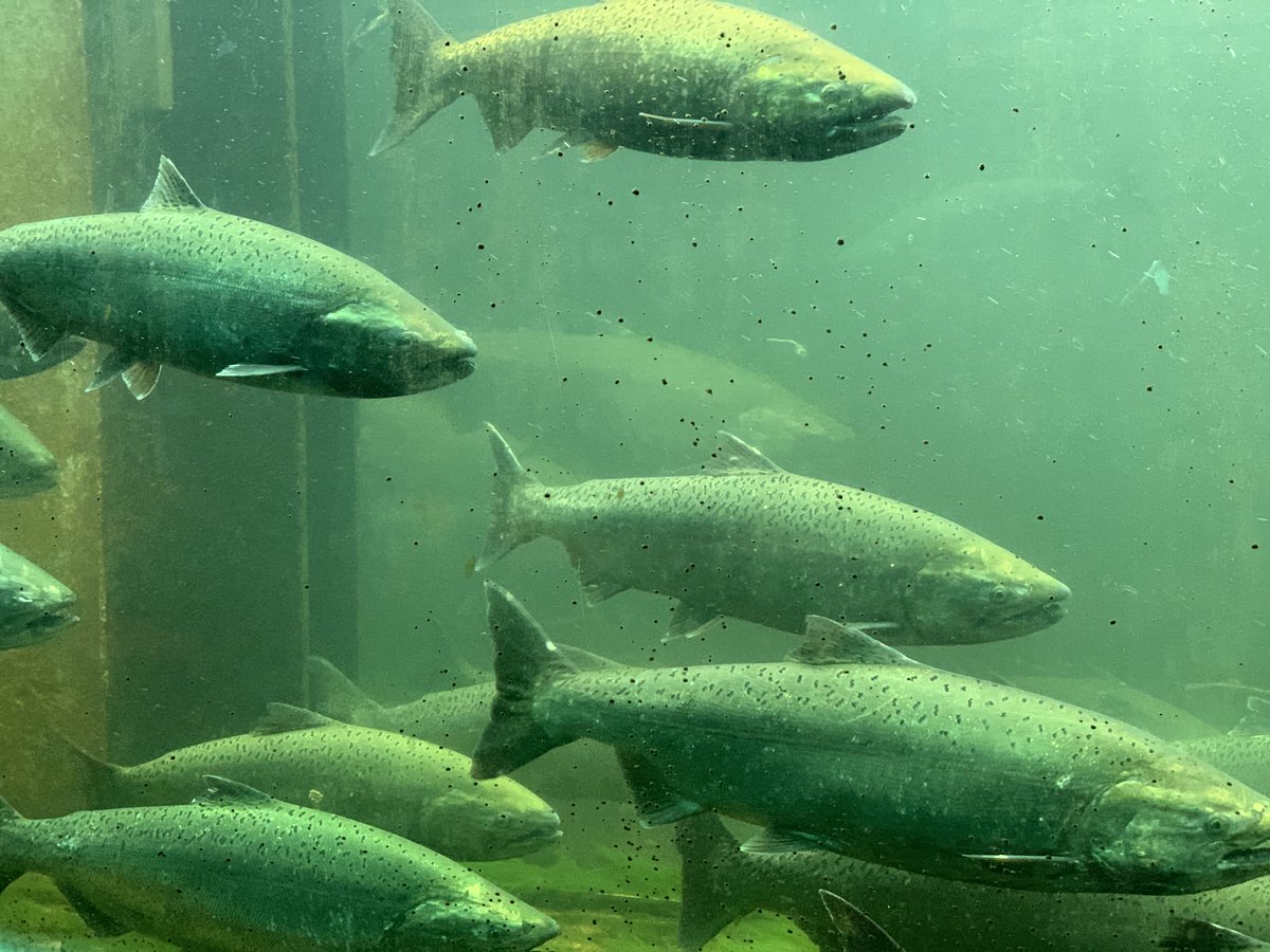 myscenicdrives's tweet photo. Lots of Chinook Salmon going through the Ballard Locks - plan a visit! #BallardLocks #salmon #fishladder https://t.co/b7lC7qFssk