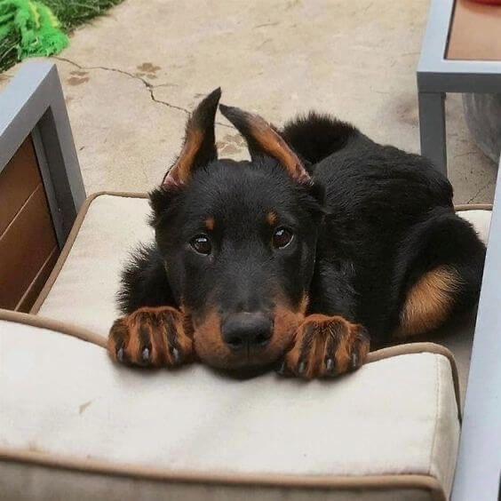 💖 (@twaniimals) on Twitter photo 