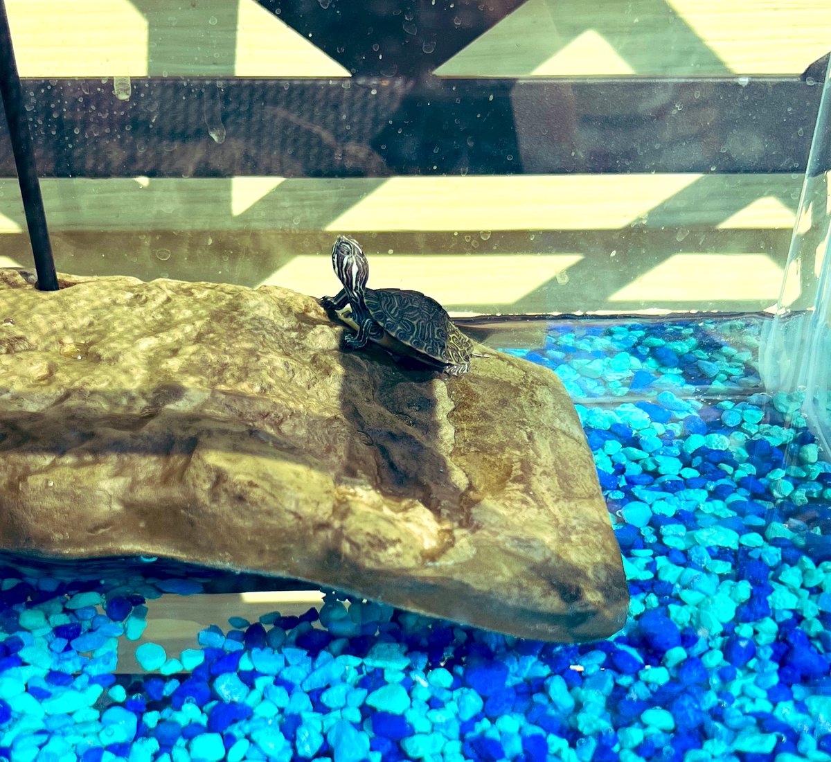 Wondering what my first graders wrote about for their first day of school? They chose to write about this little fella! Meet Mikey (yes he’s named after the Ninja Turtle Michelangelo)! 🥷 🐢 <a href="/WilderWildcats/">Wilder Elem. School</a> <a href="/JCPSKY/">JCPS</a> #classpets