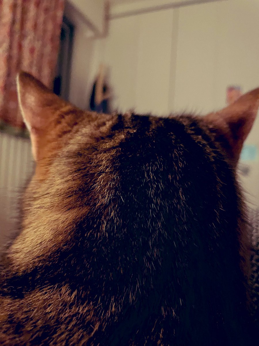 ThatCatLifeTho's tweet photo. POV. Being Girrolle’s friend is an intimate experience. 😹😻. #catlife #thatcatlife #noboundaries https://t.co/5mMY2HjNDA