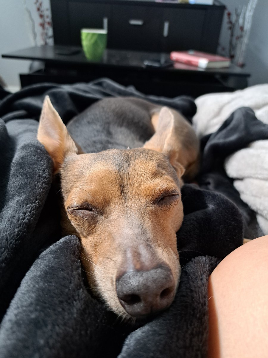 Tokyo Dog Designs tweet media