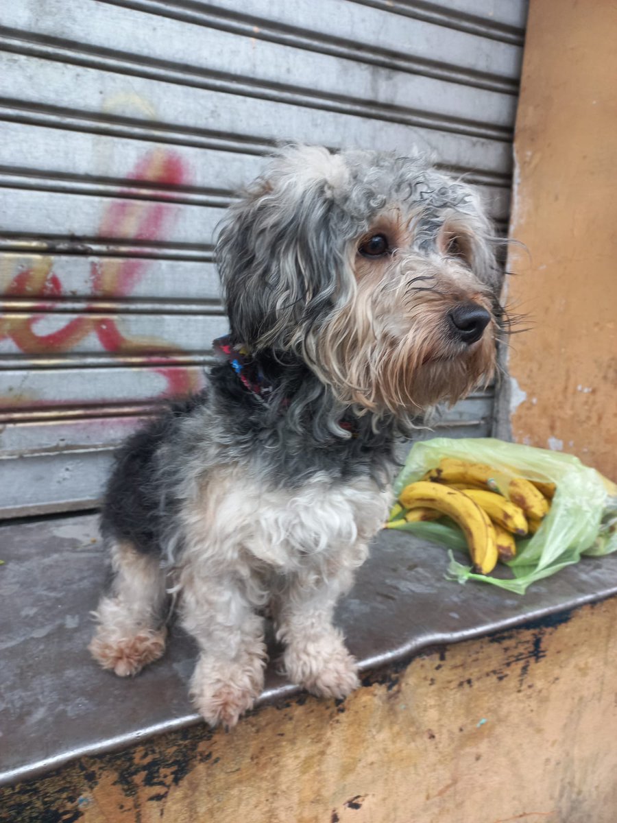 callejeritosDLV's tweet photo. Cachorro abandonado o perdido en sector aledaño #vegacentral, si lo conoces comunícate con nosotros por mensaje https://t.co/fhwp6dXPtN
