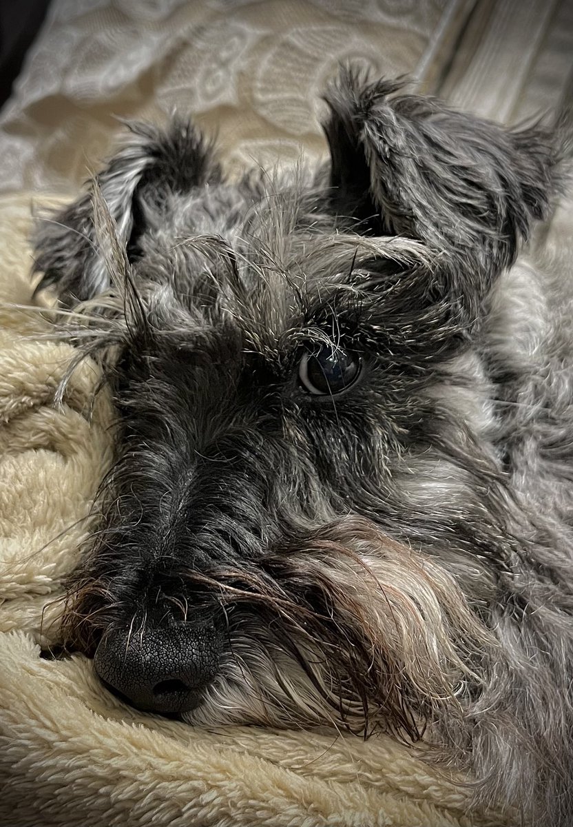Osc_Schnauzer14's tweet photo. Sending lots of Schnauzer hugs to anyone who needs them 💙
#SchnauzerGang #Schnauzer #dogs #dogsarefamily
#weekend #backnextweek https://t.co/Db4nnQZduF