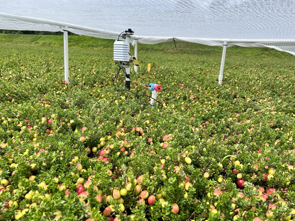 Leslie Holland, PhD (@leslieholland_) on Twitter photo Will shading help reduce heat stress on developing cranberries and mitigate #cranberry fruit rot development???<a href="/SAME_Cran/">SAME Project</a> <a href="/eithanpozas/">Eithan Pozas</a> Will shading help reduce heat stress on developing cranberries and mitigate #cranberry fruit rot development???<a href="/SAME_Cran/">SAME Project</a> <a href="/eithanpozas/">Eithan Pozas</a>