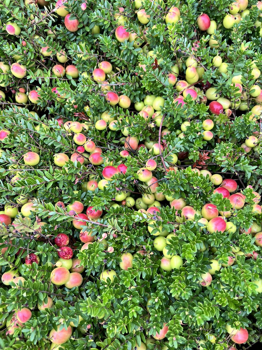 Leslie Holland, PhD tweet media