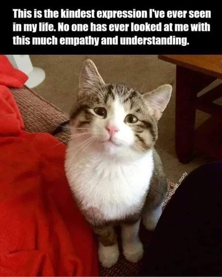 WholesomeMeme's tweet photo. https://t.co/GsQQr4yLo5