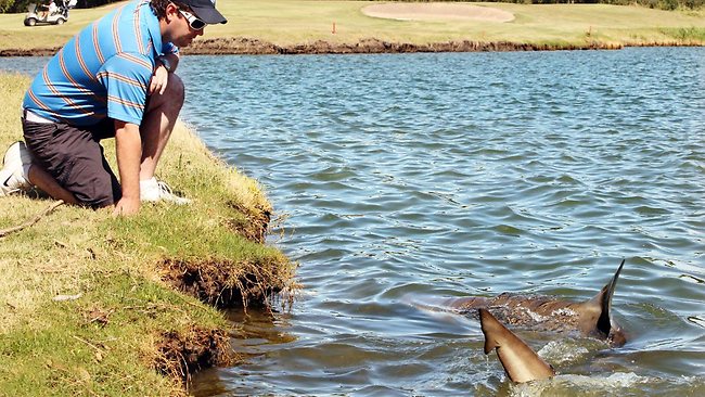 Paper alert 🚨 Bull sharks are famous for occurrences in low salinity environments....but how many people know how long they are able to survive in these? Several bull sharks in an Australian golf course lake have setted a new record of duration 🦈 doi.org/10.47193/mafis…