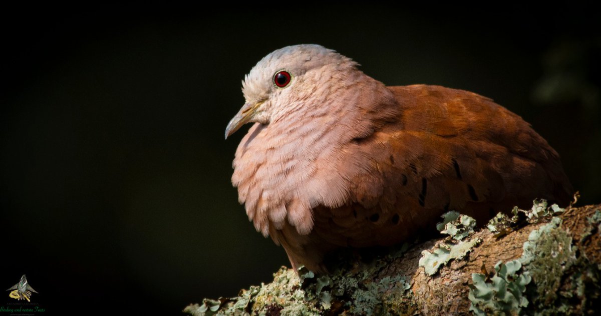 bogotabirding's tweet photo. Colibries, Tangaras, Gorriones, Aguilas, Tinguas, Tinamúes y mucho más!!! Descubre la diversidad de aves de Colombia!
https://t.co/6Xyad33TCE
#bogotabirding #Nature #photography #Birdwatching #wildlife #birding #Colombia #Bogota #naturalworld #scienceandenvironment #biodiversity https://t.co/vJYWmqnlAa