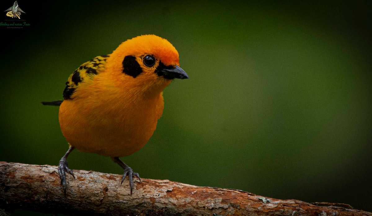 bogotabirding's tweet photo. Colibries, Tangaras, Gorriones, Aguilas, Tinguas, Tinamúes y mucho más!!! Descubre la diversidad de aves de Colombia!
https://t.co/6Xyad33TCE
#bogotabirding #Nature #photography #Birdwatching #wildlife #birding #Colombia #Bogota #naturalworld #scienceandenvironment #biodiversity https://t.co/vJYWmqnlAa