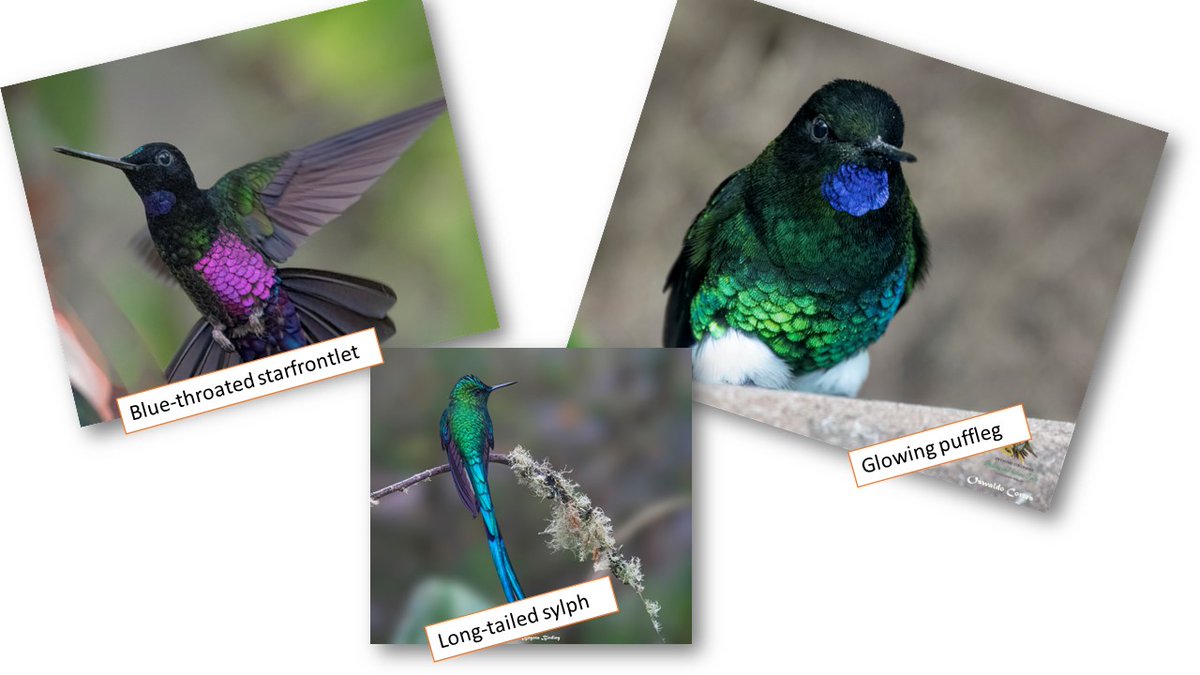 bogotabirding's tweet photo. Colibries, Tangaras, Gorriones, Aguilas, Tinguas, Tinamúes y mucho más!!! Descubre la diversidad de aves de Colombia!
https://t.co/6Xyad33TCE
#bogotabirding #Nature #photography #Birdwatching #wildlife #birding #Colombia #Bogota #naturalworld #scienceandenvironment #biodiversity https://t.co/vJYWmqnlAa