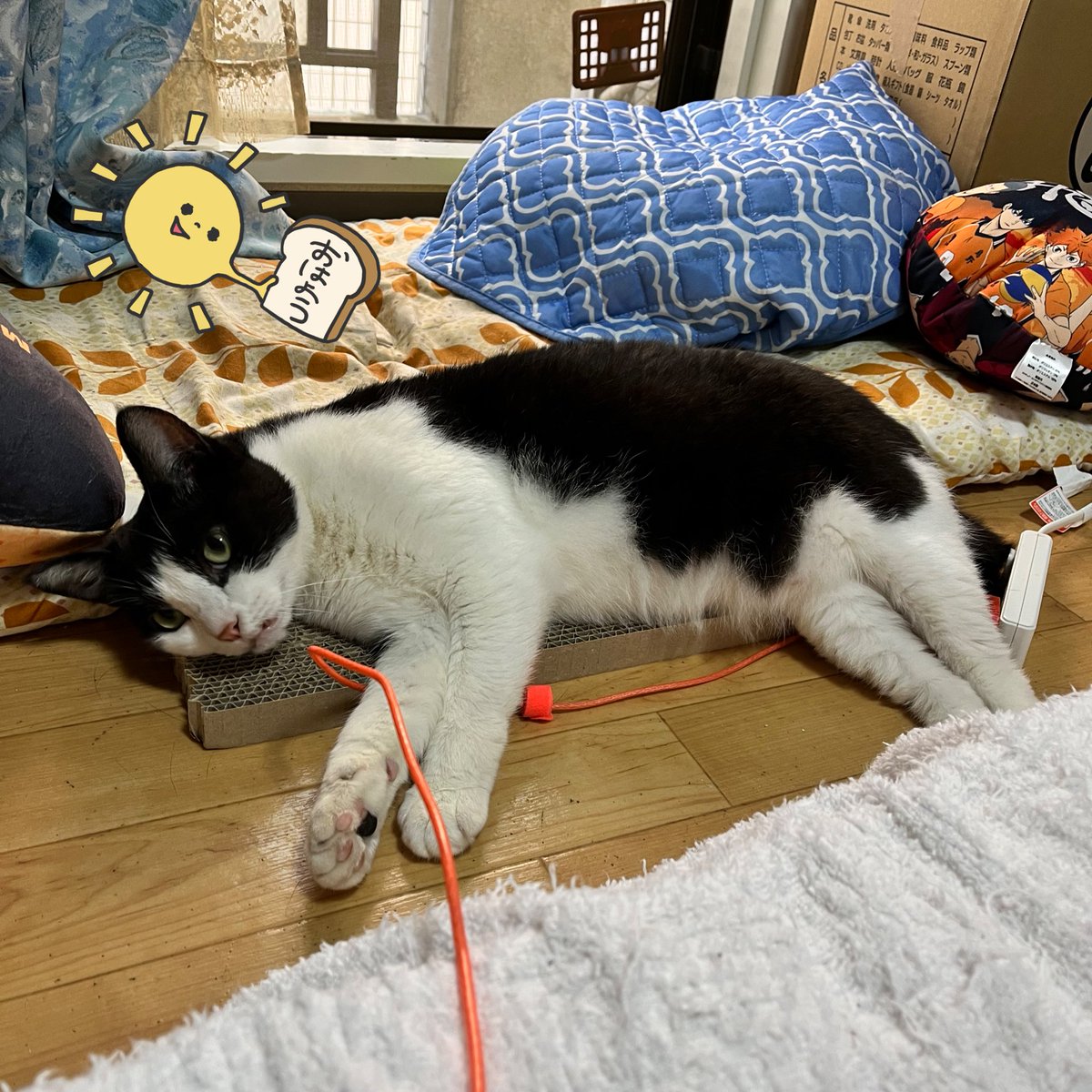 おはようございます🫡
猫、夕日嬢ワクチン接種から様子がおかしかったのですが、やっと平常に戻ってきてホッとしています。
#ツイキャス #精神疾患 枠で、話してたった3日の人に、同じ人間とは思えない汚い罵声を浴びせられました💧でも、枠の皆様は擁護との事で異常な人種は関わりたくないのでサラバ