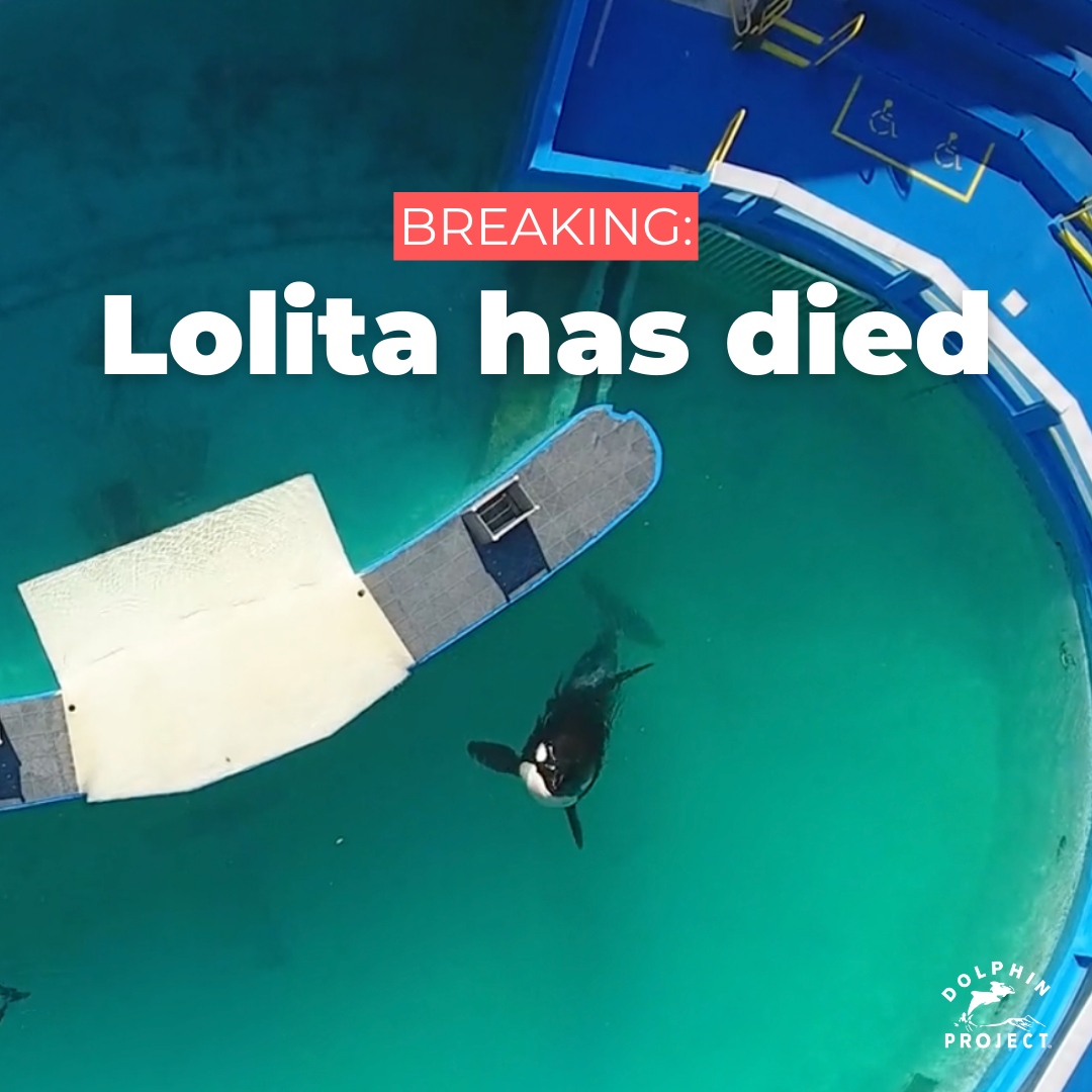 BREAKING: Lolita (also known as Tokitae), the subject of a decades-long, global movement to retire her to a seaside sanctuary, has died at Miami Seaquarium. Details on our blog at: bit.ly/45tKPEg