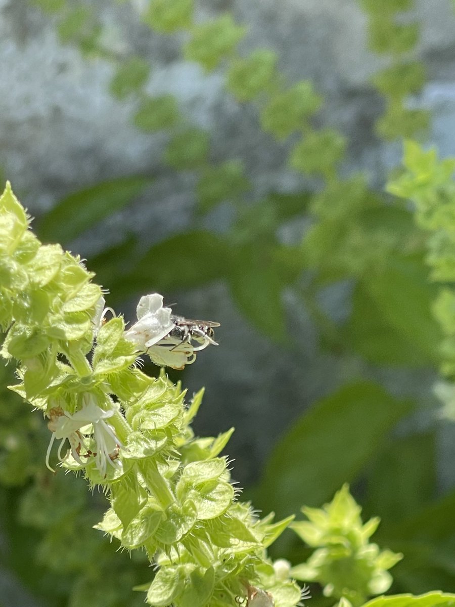 MichaelinPhilly's tweet photo. My basil bush ๐ฟ brings all the bees to the yard!!
#basil #pollinators #BeeSquad https://t.co/I21nwxMTGt