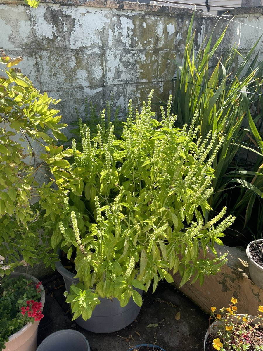 MichaelinPhilly's tweet photo. My basil bush ๐ฟ brings all the bees to the yard!!
#basil #pollinators #BeeSquad https://t.co/I21nwxMTGt