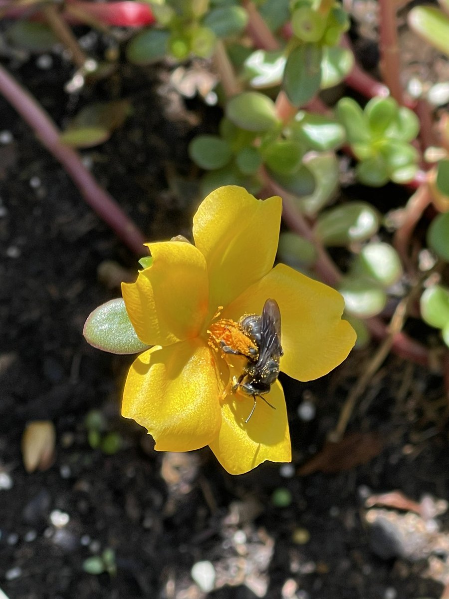 MichaelinPhilly's tweet photo. My basil bush ๐ฟ brings all the bees to the yard!!
#basil #pollinators #BeeSquad https://t.co/I21nwxMTGt