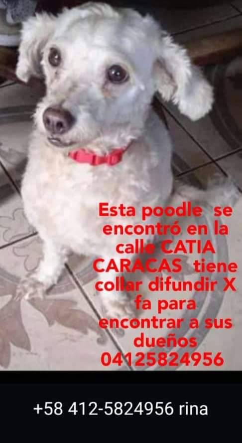 PerroUsuario's tweet photo. EXTRAVIADA Catia Caracas. Busca a su familia humana https://t.co/ywtqiNQ1ur