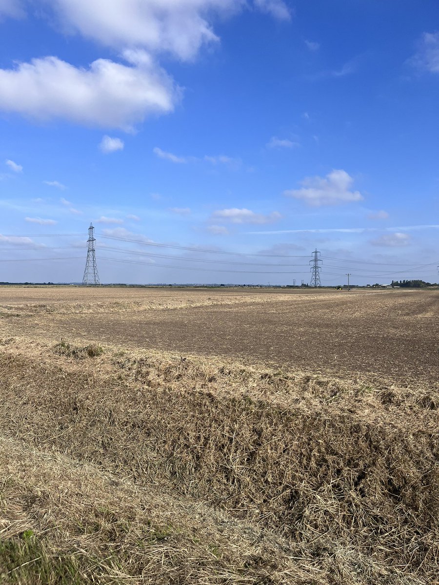 Grass, Hedges, Trees and sheep Pending…Our farm is going to look very different this time next year. #fenlandfarm