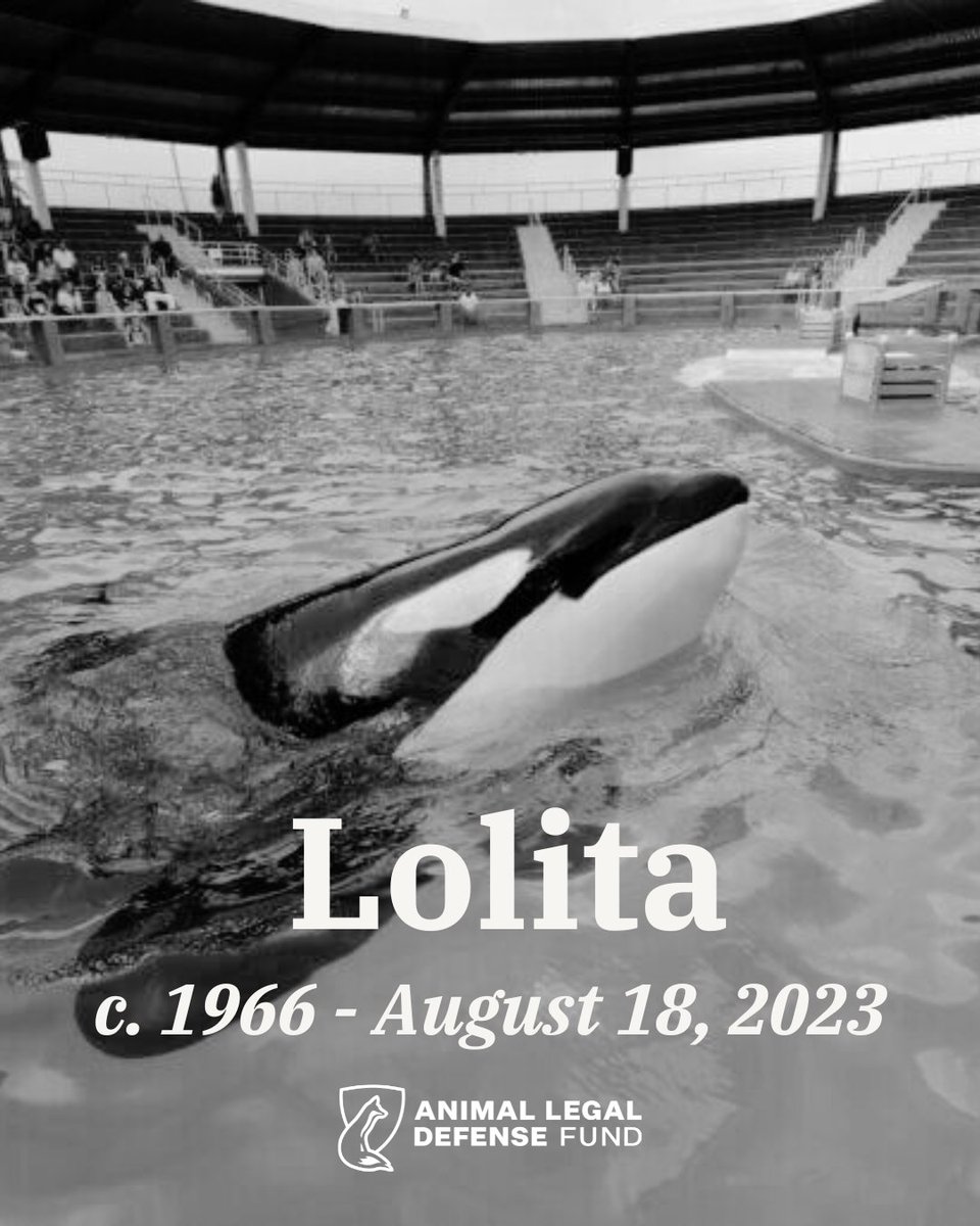 ALDF's tweet photo. We are deeply saddened to learn that Lolita, an orca who spent the majority of her life in captivity at Miami Seaquarium, has died. 💔 https://t.co/Vk7XI77HHb