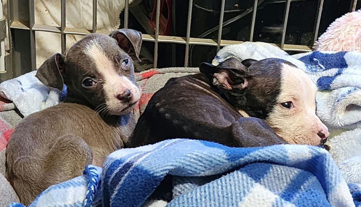 TNProverbs1210's tweet photo. Gwen and Gretchen are still very weak, malnourished, and have a way to go, now they have full bellies and strength to stand, thanks to their amazing foster.
These are more faces of over population and its cruel results.
#LifeGuardsAtWork
https://t.co/OoXGHftDun https://t.co/0GcQtQIq4l