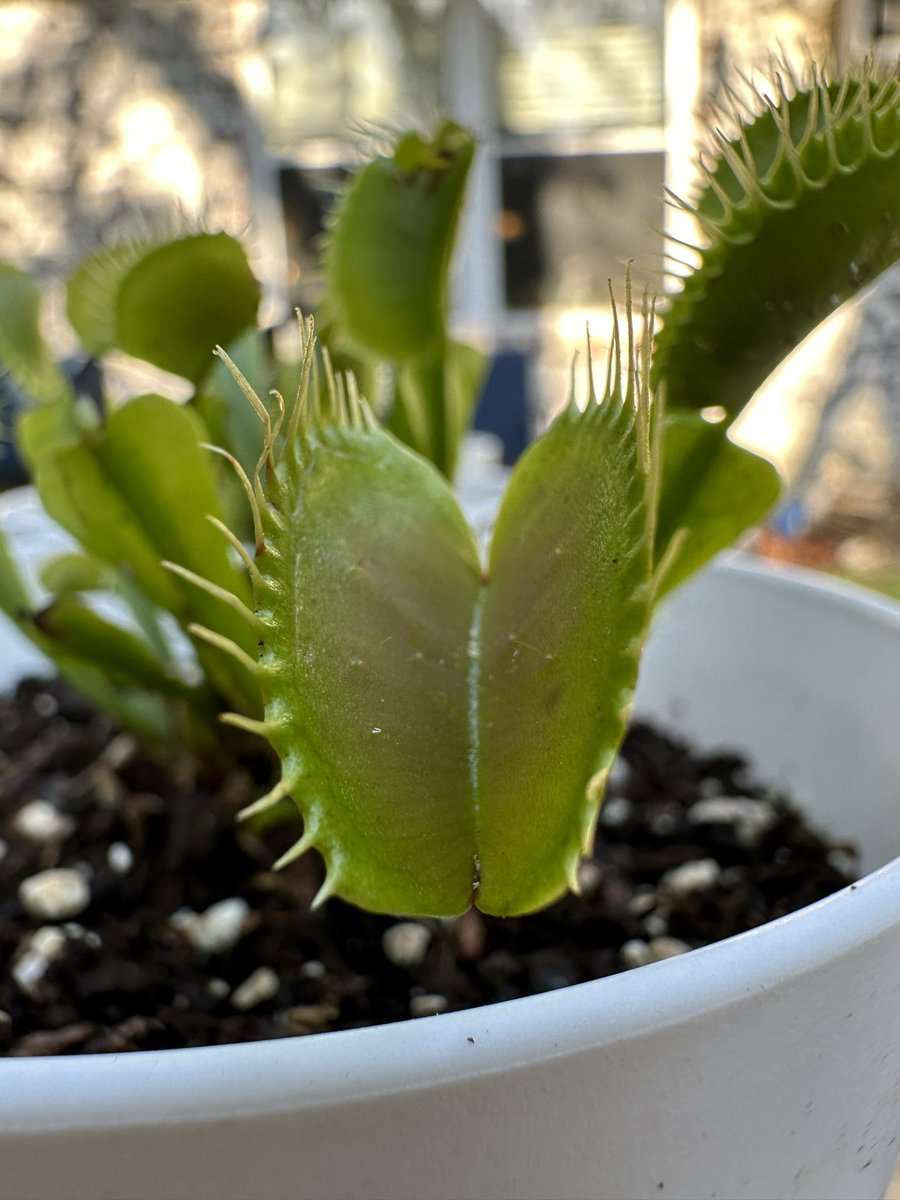 A.V. Greene tweet media