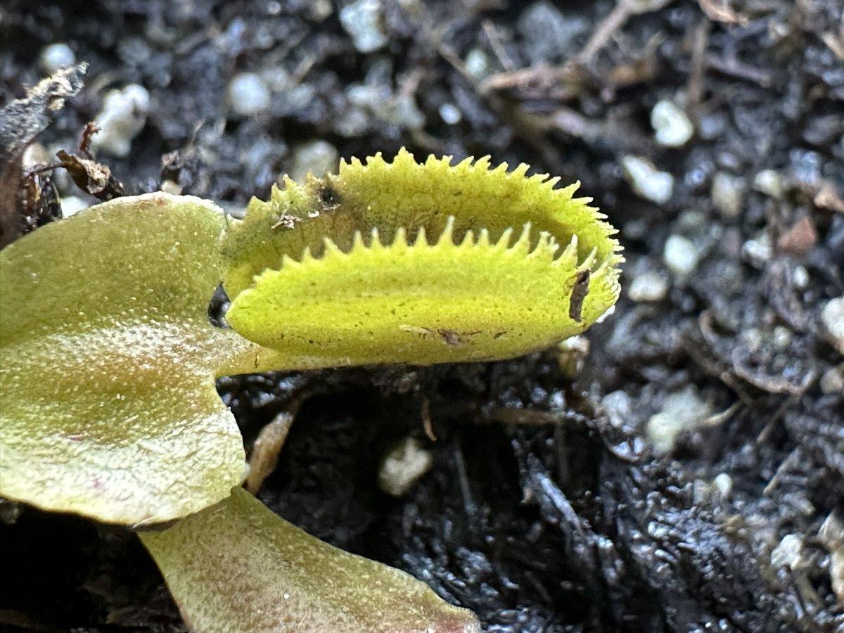 A.V. Greene tweet media