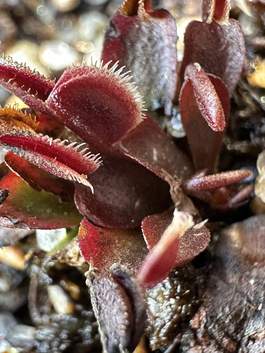 A.V. Greene tweet media