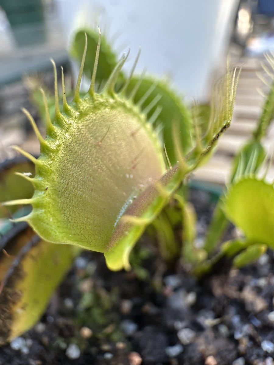 A.V. Greene tweet media