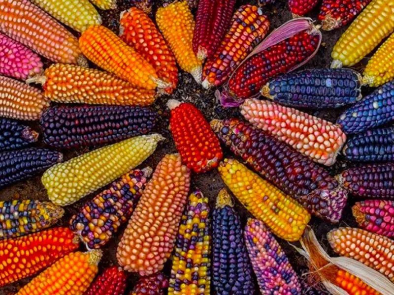 We don’t want your toxic corn <a href="/JoeBiden/">Joe Biden</a> Mexico has over 60 native corn varieties it is part of our heritage.