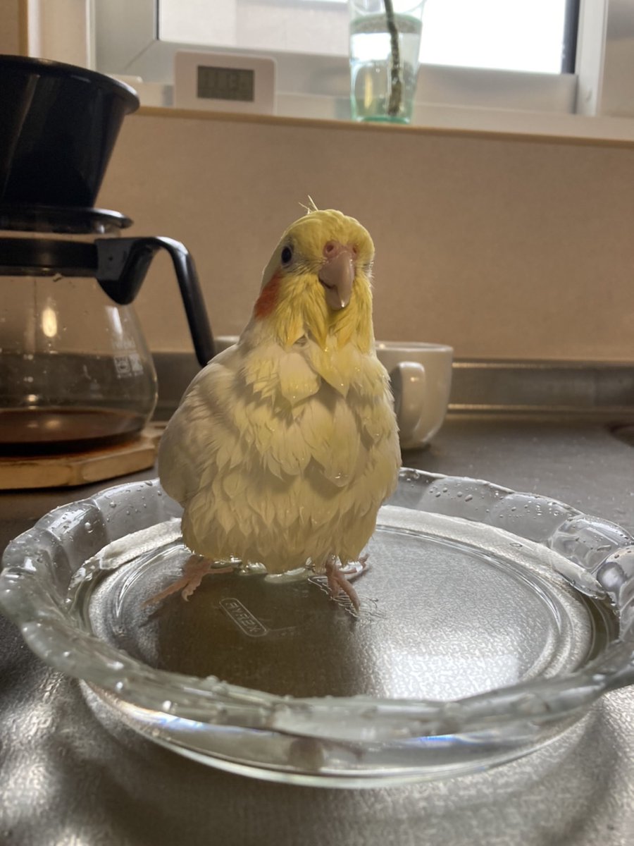 TSUBASA6077's tweet photo. 【拡散希望】
オカメインコ、ルチノーの迷子情報です

場所：北海道旭川市東光17条
日時：2023/8/14 18時頃
名前：絹(キヌ)
特徴：黄色い体にオレンジほっぺです。あまり鳴かずに大人しい性格。

情報お持ちの方、下記までご連絡を
tsubasa0615@gmail.com
情報拡散のご協力お願いします https://t.co/UHD0Q5pII2