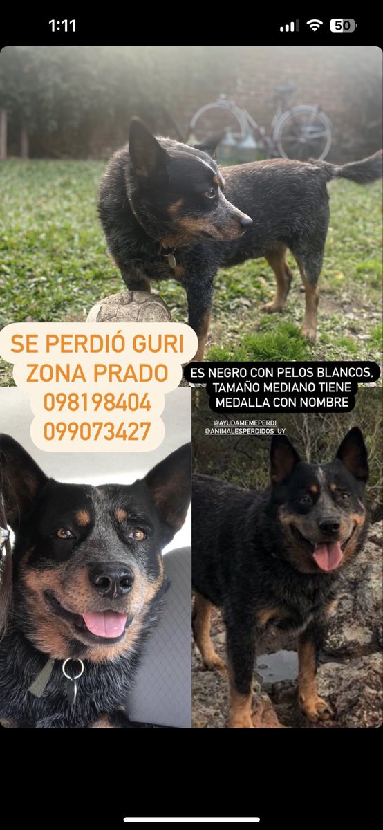 Estamos buscando a Guri, se perdió en el Prado. Si saben de algo o pueden difundir. Muchas gracias. 
<a href="/AnimalesUy/">animales perdidos uy</a> <a href="/ASHcomUY/">Animales sin Hogar</a> <a href="/PerdidosEncont/">Perdidos Encontrados🐾🇺🇾</a>