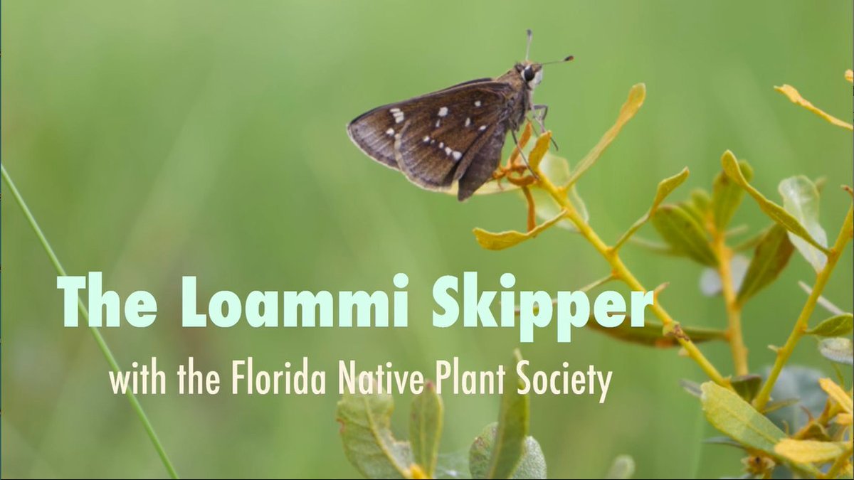 UF SNRE (@ufsnre) on Twitter photo Check out this short video featuring summer field research conducted by SNRE PhD student Rachel Walsh (<a href="/swamp_lily/">Rachel L. Walsh</a>) on the imperiled Loammi skipper butterfly. Research supported by: <a href="/DisneyConserves/">Disney Conservation</a> <a href="/FloridaMuseum/">Florida Museum</a> <a href="/UFSNRE/">UF SNRE</a> Video by: <a href="/fl_native_plant/">Florida Native Plant Society</a>
fb.watch/mvGGCXXIPC/ 🦋🌾🐛 Check out this short video featuring summer field research conducted by SNRE PhD student Rachel Walsh (<a href="/swamp_lily/">Rachel L. Walsh</a>) on the imperiled Loammi skipper butterfly. Research supported by: <a href="/DisneyConserves/">Disney Conservation</a> <a href="/FloridaMuseum/">Florida Museum</a> <a href="/UFSNRE/">UF SNRE</a> Video by: <a href="/fl_native_plant/">Florida Native Plant Society</a>
fb.watch/mvGGCXXIPC/ 🦋🌾🐛