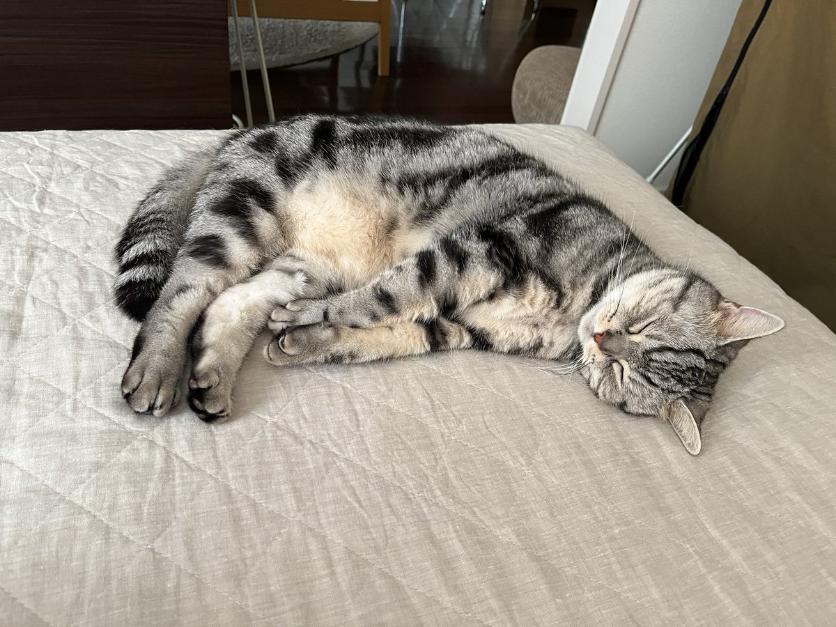gentlerain0's tweet photo. おはようございます。夕方ねこ病院へ行くことを猫は知らない… https://t.co/FLSwNjF02e