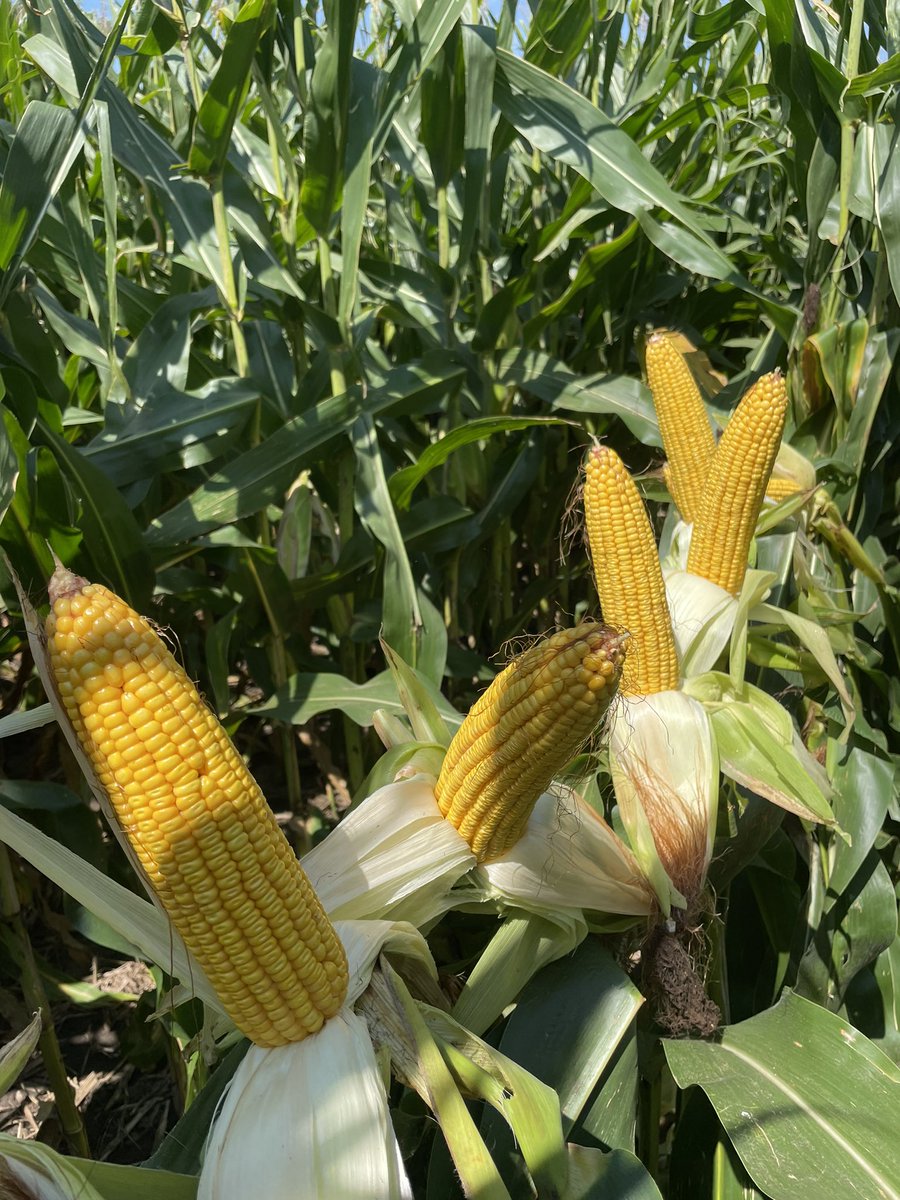 Corey Holthaus tweet media