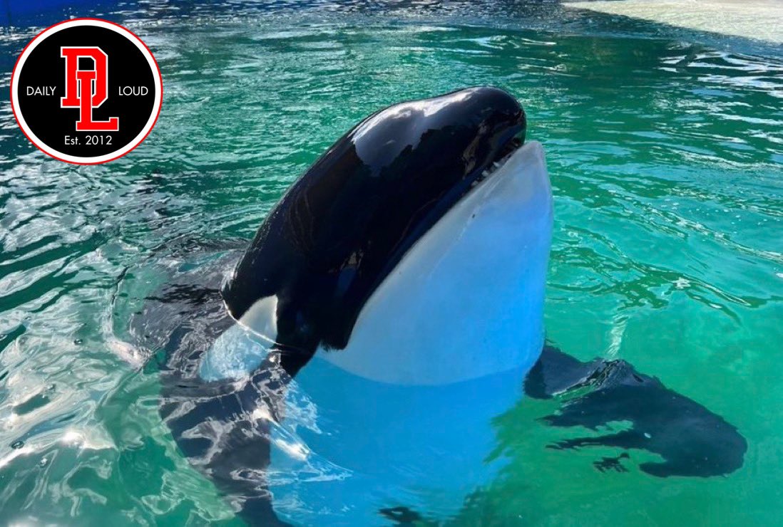 DailyLoud's tweet photo. Lolita, an orca whale held in captivity for more than 50 years, died Friday at the Miami Seaquarium.

“Those who have had the privilege to spend time with her will forever remember her beautiful spirit.” https://t.co/3WVghk0wzw