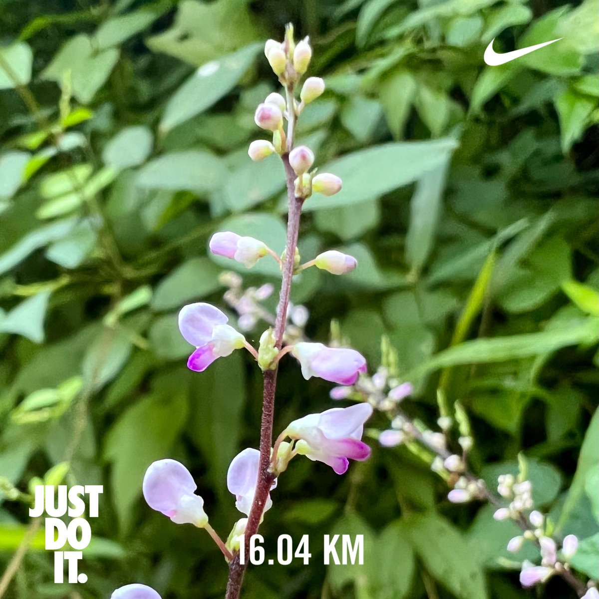tamakoto55's tweet photo. Have a nice day☀️&amp; nice running👟
Today’s 🏃🏼:16.0km/ Aug.Σ:337.1km🎊
Today’s 🌸:Kawasaki Kanagawa🇯🇵
🏃‍♂️➡️ #NRC #TATTA #run #ランニング #朝ラン #イマソラ #黒川谷戸 #黒川毘沙門大堂 #オニヤンマ #産卵 #砂中産卵 #羽音 
🌼➡️ #花写真 #flower #nature #ヌスビトハギ #盗人萩 #Desmodium https://t.co/GMYF9oHQzH