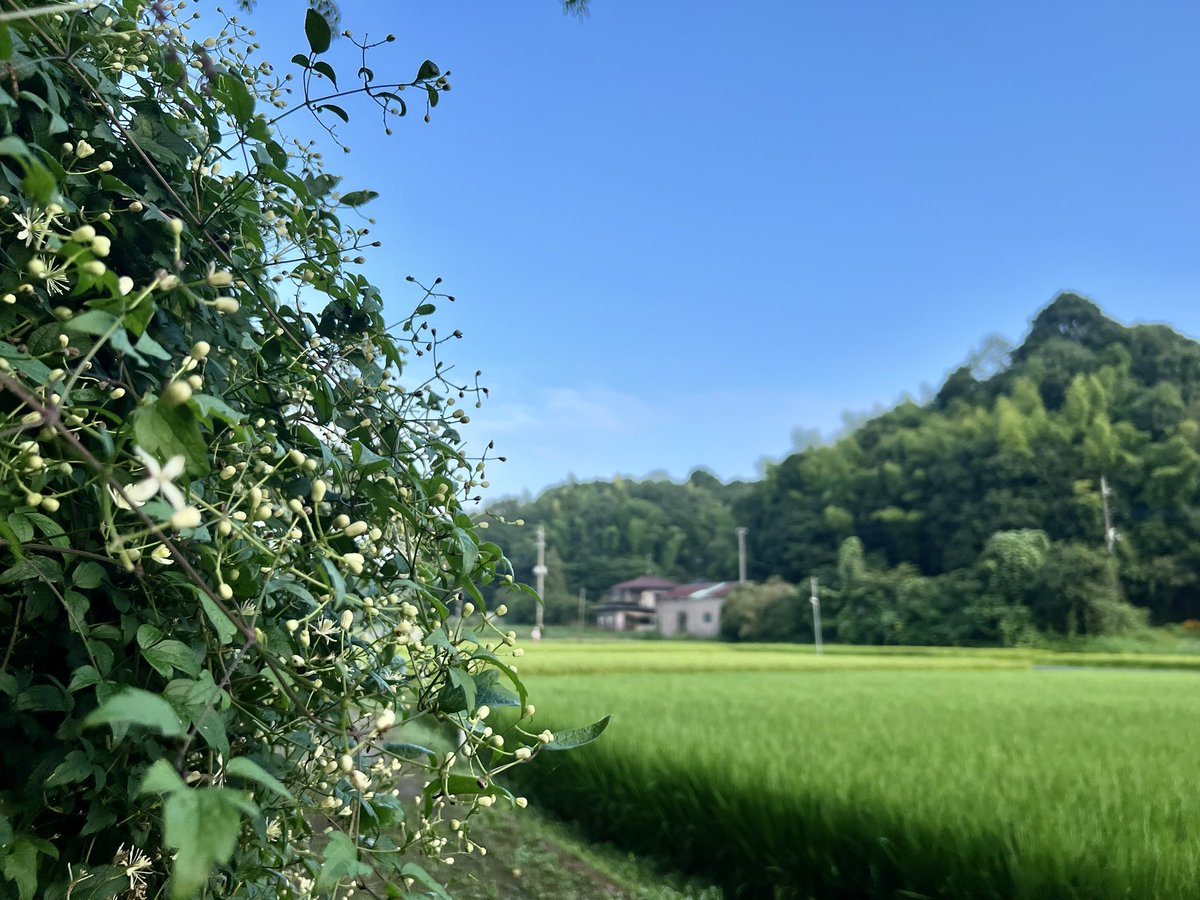 tamakoto55's tweet photo. Have a nice day☀️&amp; nice running👟
Today’s 🏃🏼:16.0km/ Aug.Σ:337.1km🎊
Today’s 🌸:Kawasaki Kanagawa🇯🇵
🏃‍♂️➡️ #NRC #TATTA #run #ランニング #朝ラン #イマソラ #黒川谷戸 #黒川毘沙門大堂 #オニヤンマ #産卵 #砂中産卵 #羽音 
🌼➡️ #花写真 #flower #nature #ヌスビトハギ #盗人萩 #Desmodium https://t.co/GMYF9oHQzH