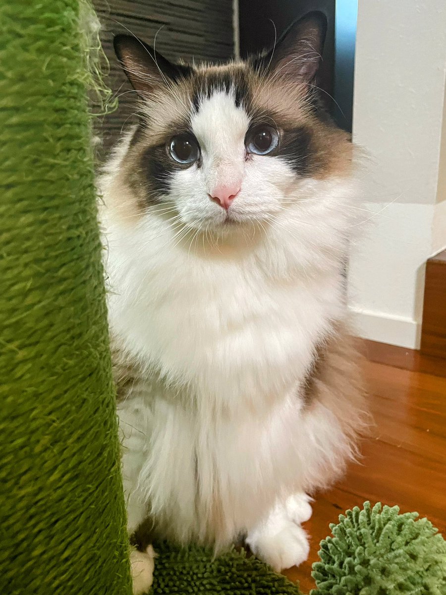 僕、今日4歳になったニャ🎂✨✨

＃猫 ＃ラグドール ＃お誕生日