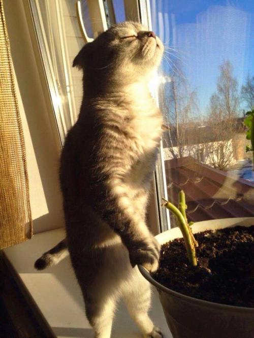 DontShowYourCat's tweet photo. golden hour https://t.co/qse2algFLh
