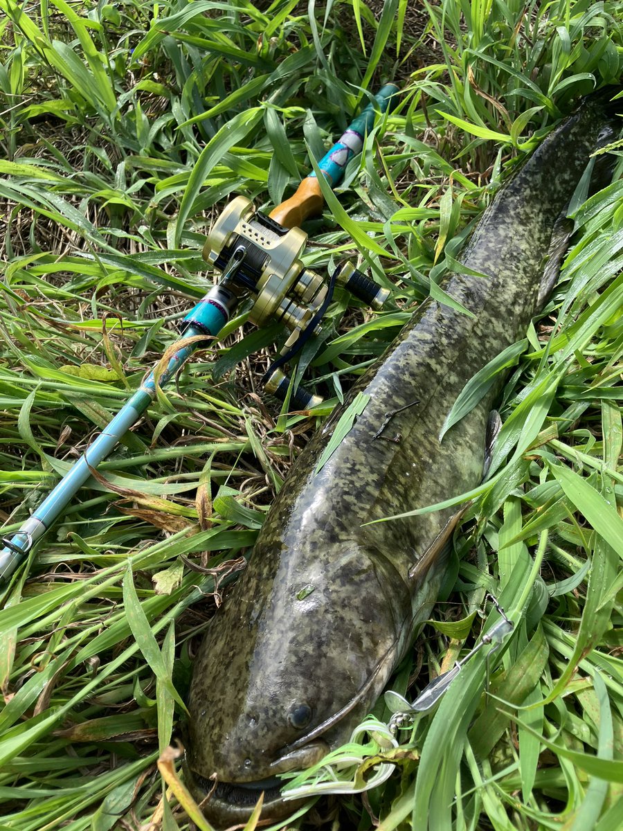 heppiri_shochou's tweet image. ビンゴ😎‼️‼️これよコレ♫♫
FlatsBaitCraft 子鬼、羽衣type GARMS、コンクエストNspecの組合せで危なげなくキャッチ😼

#FlatsBaitCraft
#GARMS
#iselect
#鬼
#マナマズ