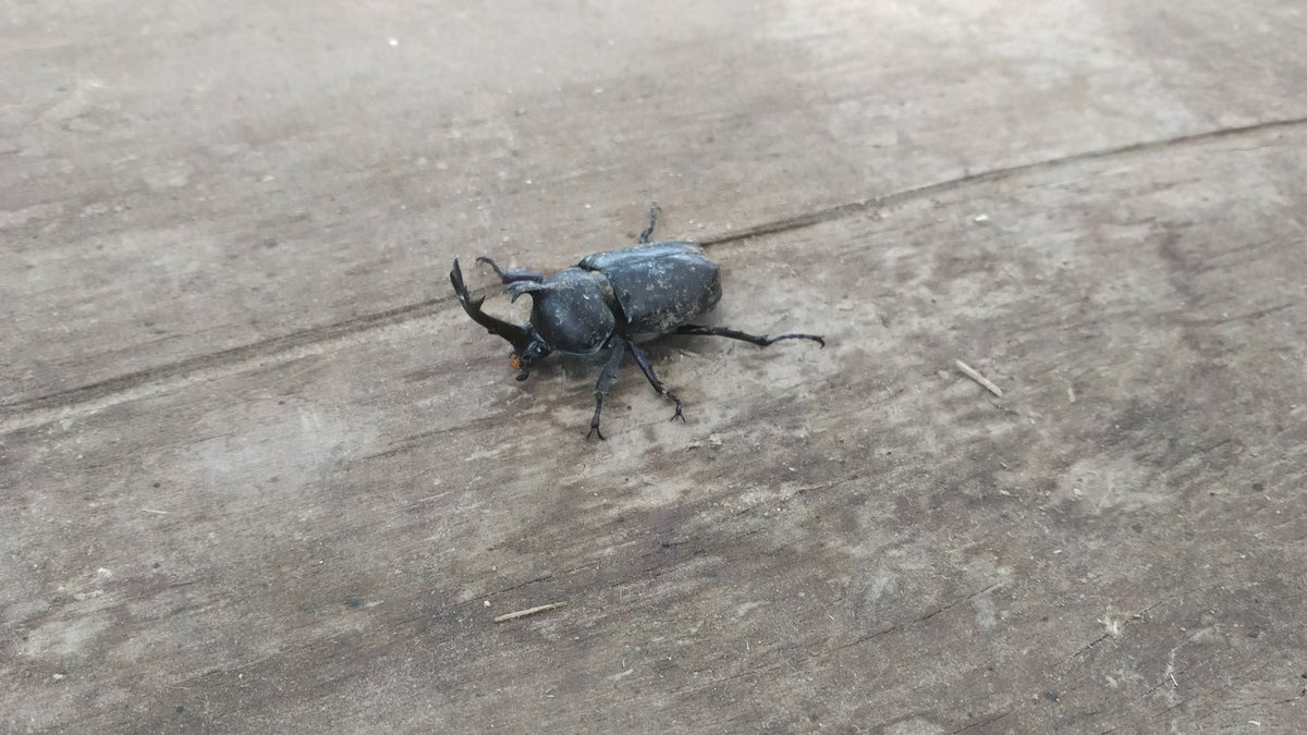 gomathubu's tweet photo. すげぇ久々にカブトムシ見た
年甲斐もなくはしゃいでしもうた https://t.co/fEQnrly1wg