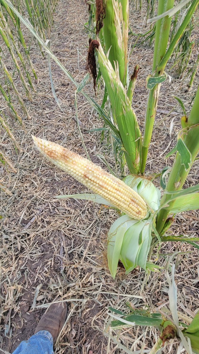 Tyson Narjes tweet media