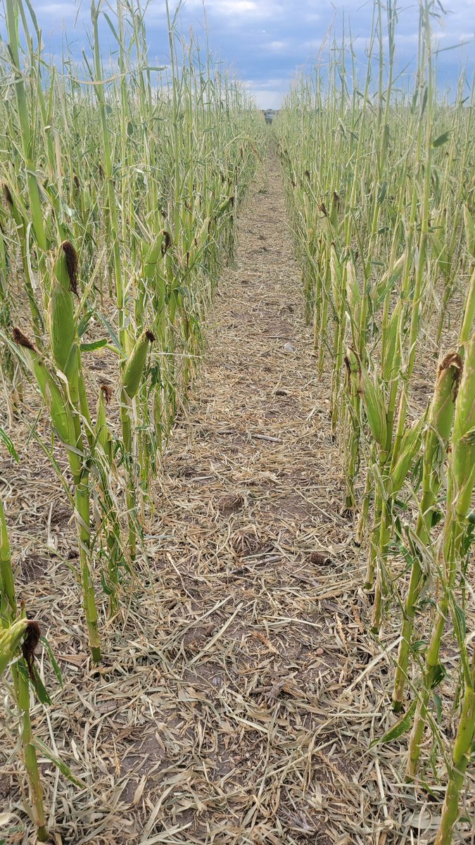 Tyson Narjes tweet media