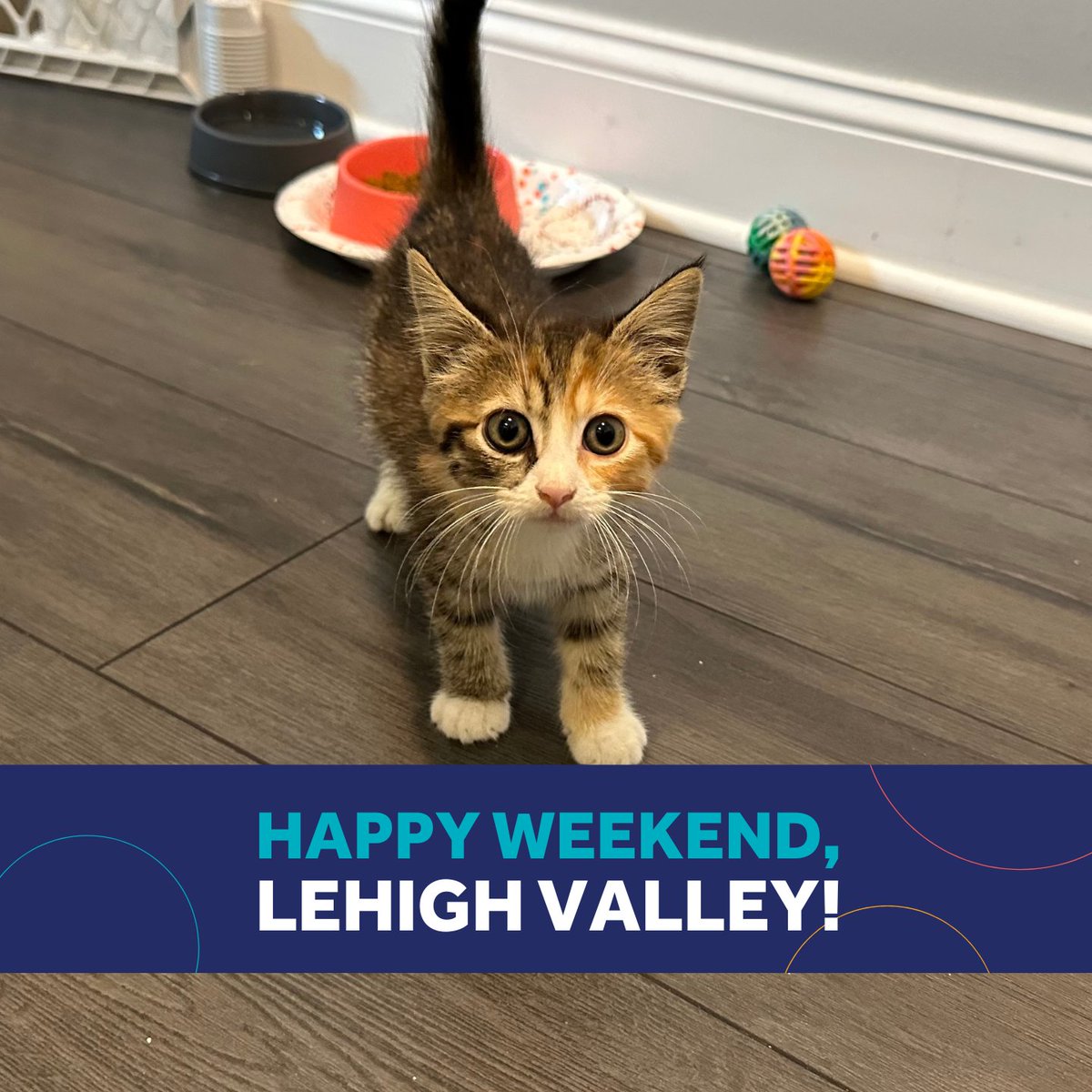 LVNewsdotcom's tweet photo. Happy Weekend, Lehigh Valley! Do you like our new look? It features Funnel Cake the kitten...more on her on Monday!
Here are some highlight's from the Community Calendar. Have a great weekend!
#GetMoreLocal #LehighValley https://t.co/O5nv4fn88y